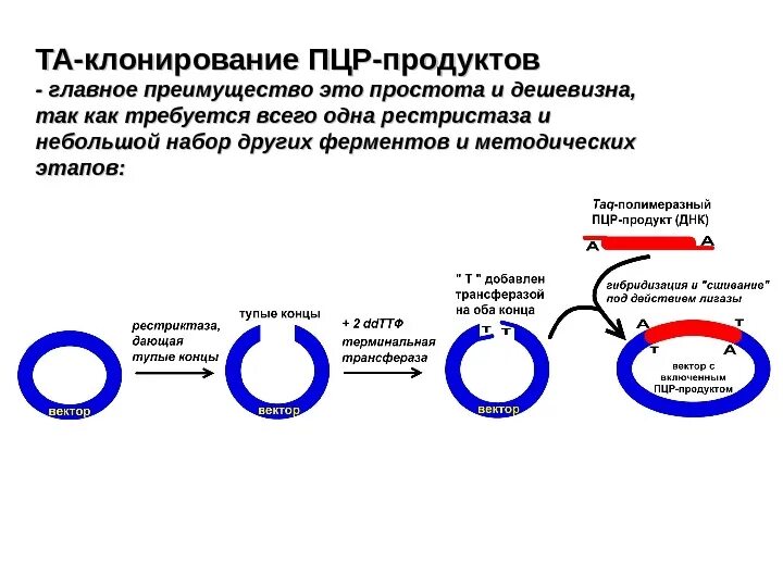 Преимущества клонирования