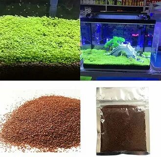 Семена водорослей