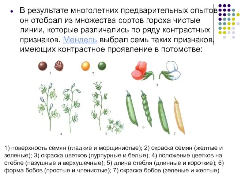 Генотип растения гороха. 7 признаков гороха менделя. чистая линия мендель. наследование признака гороха. эксперимент менделя с горохом.