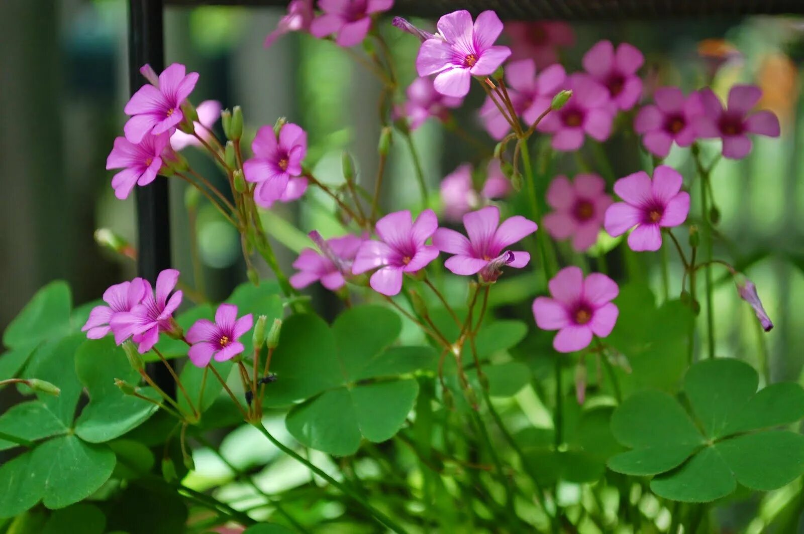 Кислица мартианская. Оксалис кислица зеленая. Кислица четырёхлистная. Кислица купидо оксалис фиолетовый. Кислица оксалис.