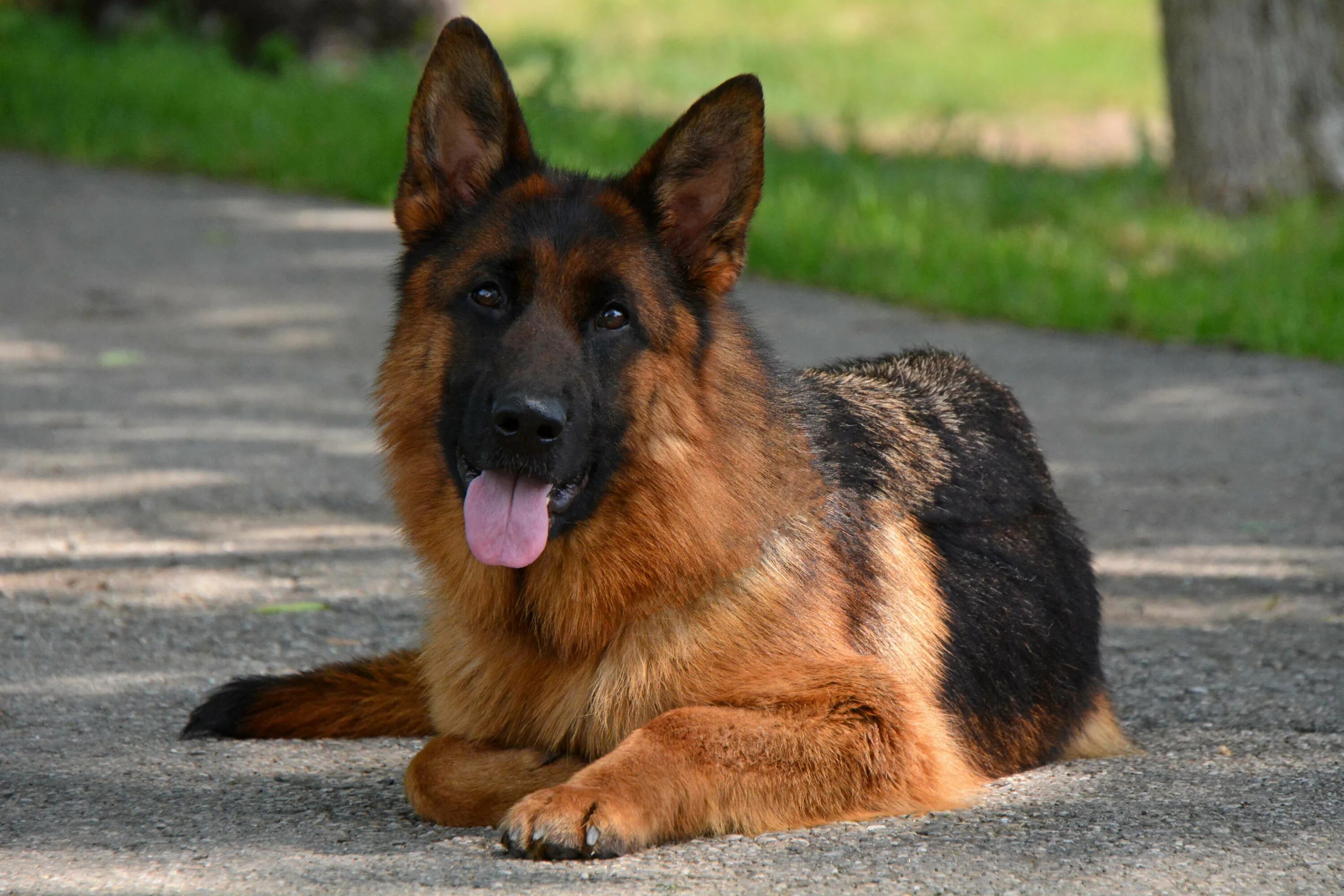 Собака немецкой породы описание. Немецкая овчарка агути. German Shepherd немецкая овчарка. Немецкая овчарка Шеферд. Чепрачная немецкая овчарка.