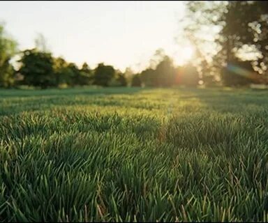 Better grass