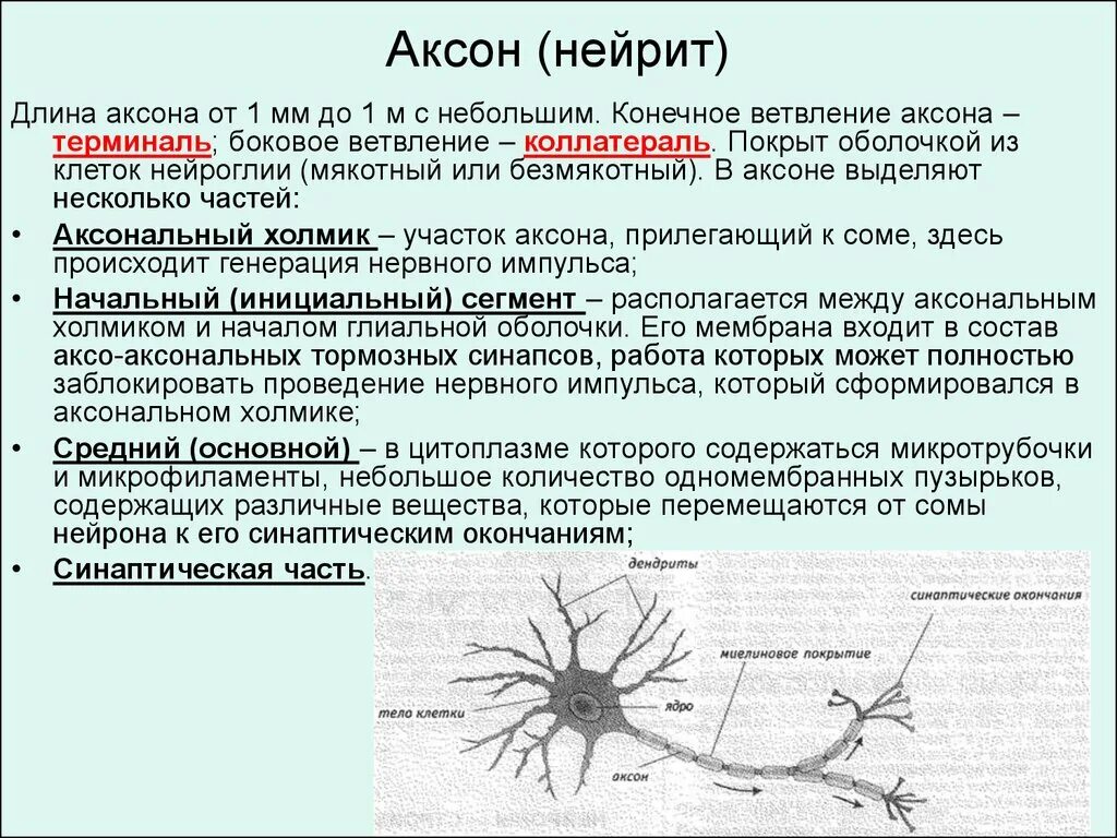 Короткие сильно ветвящиеся отростки. Дендриты нервной клетки. Функции дендритов нейрона. Аксон нервной клетки. Ветвление аксона.