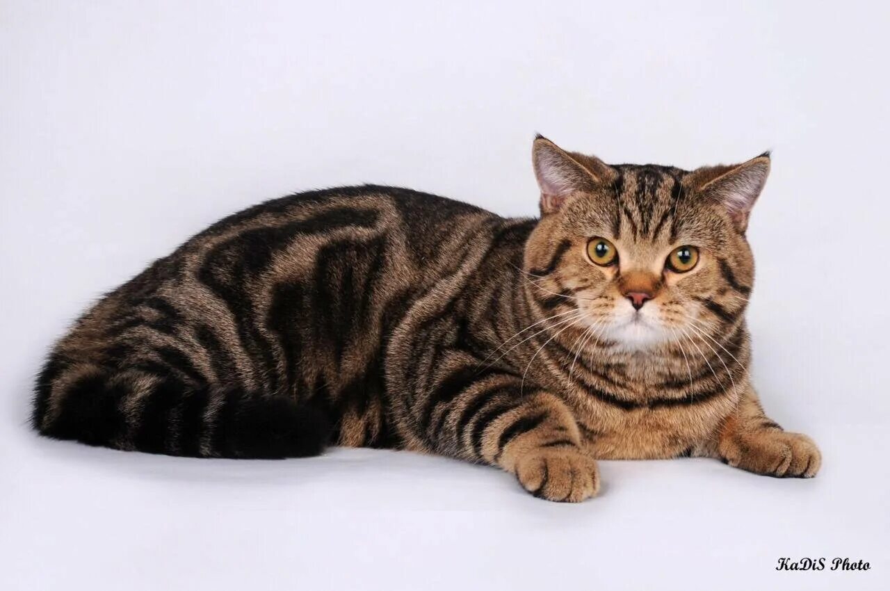 Шотландская порода кошек окрасы. Шотландская прямоухая кошка мрамор. Шотландский скоттиш страйт мраморный. Шотландская кошка прямоухая мраморная. Шотландская кошка мраморный табби.