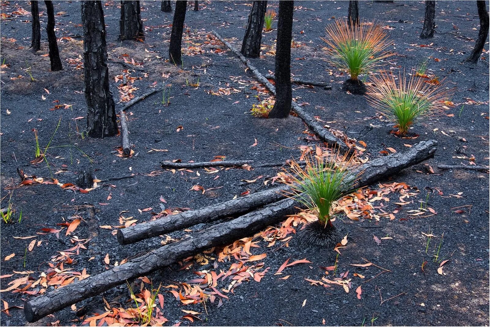 Лес Австралии после пожара. Австралия леса после пожаров. Деревья после пожара. Возрождение леса после пожара. Почему после пожаров