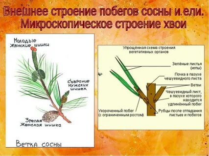Сколько хвои