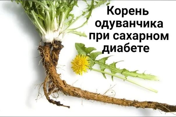 Напиться корень. Корень одуванчика при сахарном диабете. Корень одуванчика. Корень от одуванчика. Корни одуванчика при диабете 2 типа.