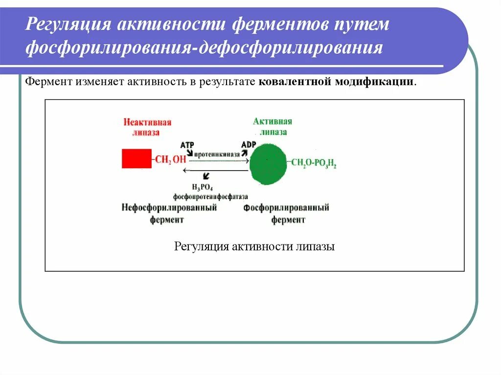 Регуляция активности ферментов ковалентная модификация. Регуляция ферментов путем фосфорилирования и дефосфорилирования. Регуляция активности ферментов путем дефосфорилирования;. Фосфорилирование-дефосфорилирование активность фермента. Регуляция активности ферментов схемы.