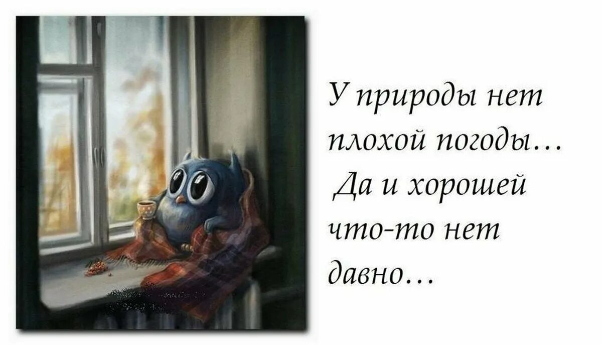 Фразы про плохую погоду. Я не просил погоду. Ливень фото. Ржачные карикатуры. Афоризмы о погоде.