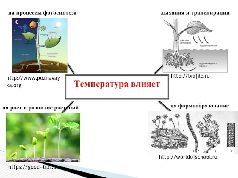 При повышении температуры интенсивность транспирации. При повышении температуры интенсивность транспирации
