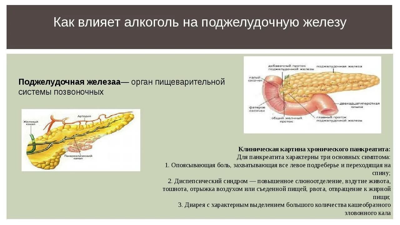 Поджелудочная железа фиброзные изменения. Панкреатит поджелудочной железы. Алкоголь и поджелудочная железа. Алкоголь на поджелудочную железу.