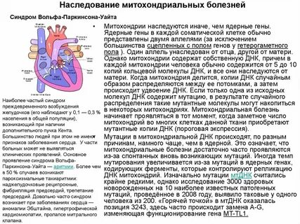 Митохондрия имеет днк