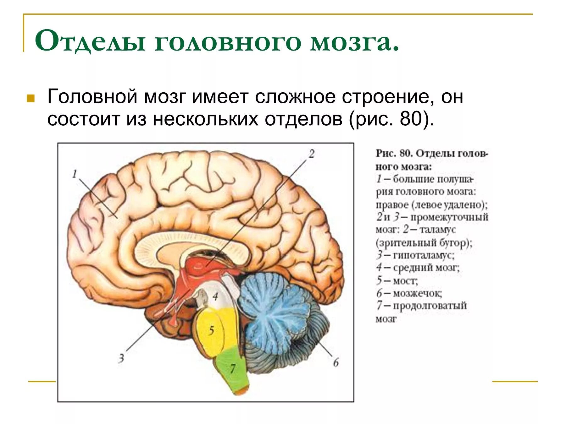 Головной мозг урок 8 класс. Рис 80 структуры головного мозга биология 8 класс. Строение и функции головного мозга 8 класс биология. Функции отделов головного мозга биология 8 класс. Рис 80 структуры головного мозга.