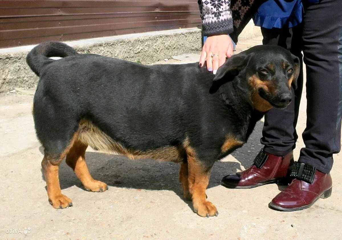 Метис таксы и ротвейлера. Смесь таксы фото. Метис таксы и дворняги. Бигль и такса. Метис таксы и дворняги.