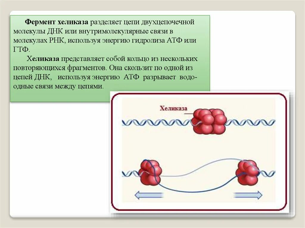 Фермент хеликаза