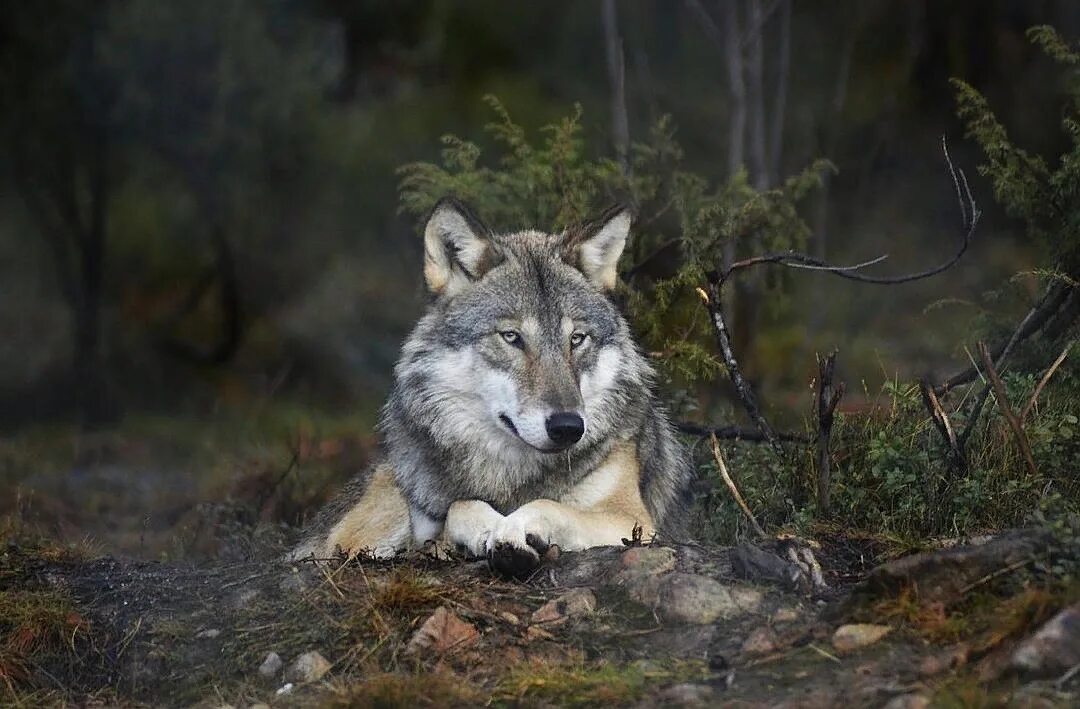 Жизнь серого волка. Волк серый. Мудрый волк. Вожак Волков.
