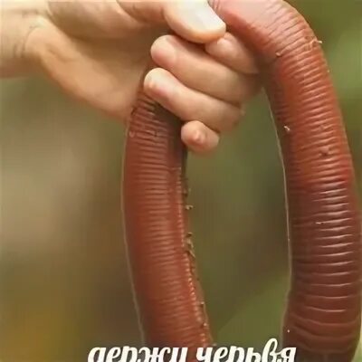Чего боится мальчик толстого червяка. Австралийский гигантский Земляной червь. Гигантский дождевой червь Австралии.