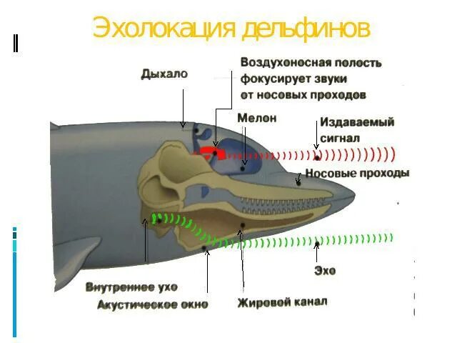 Входными воротами для эхолокационного слуха дельфина служит. Эхолокация. Эхолокация дельфинов. Эхолокатор у дельфинов. Органы слуха у дельфинов.