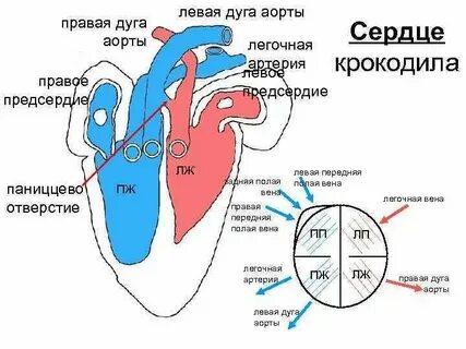 Ящерица сколько кругов кровообращения