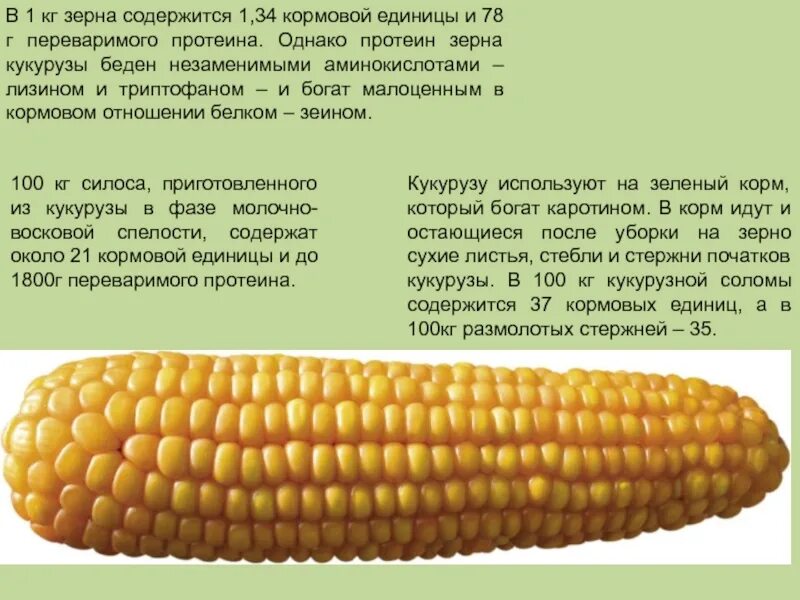 Кукуруза относится к группе. Кукуруза в початках кормовая. Полузубовидная кукуруза. Сорта кукурузы на зерно. Кормовые сорта кукурузы.