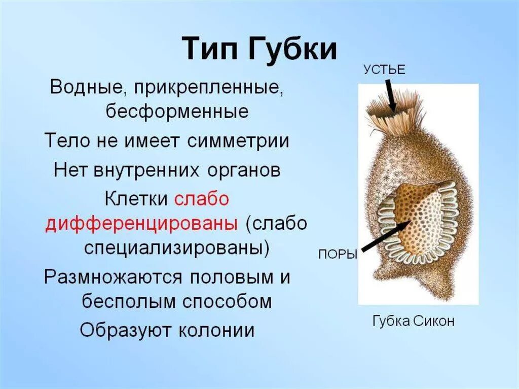 Тип симметрии ежа. Симметрия губок. тип губки. тип губки органы чувств. губки и кишечнополостные.