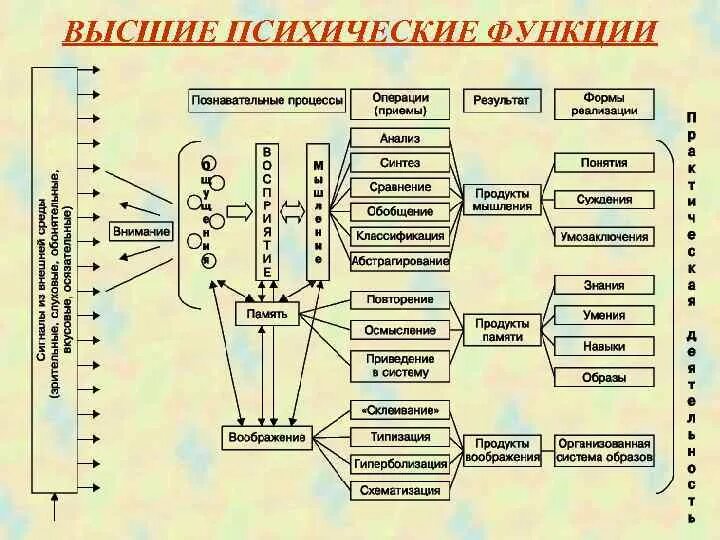 Высшие психические функции принципы
