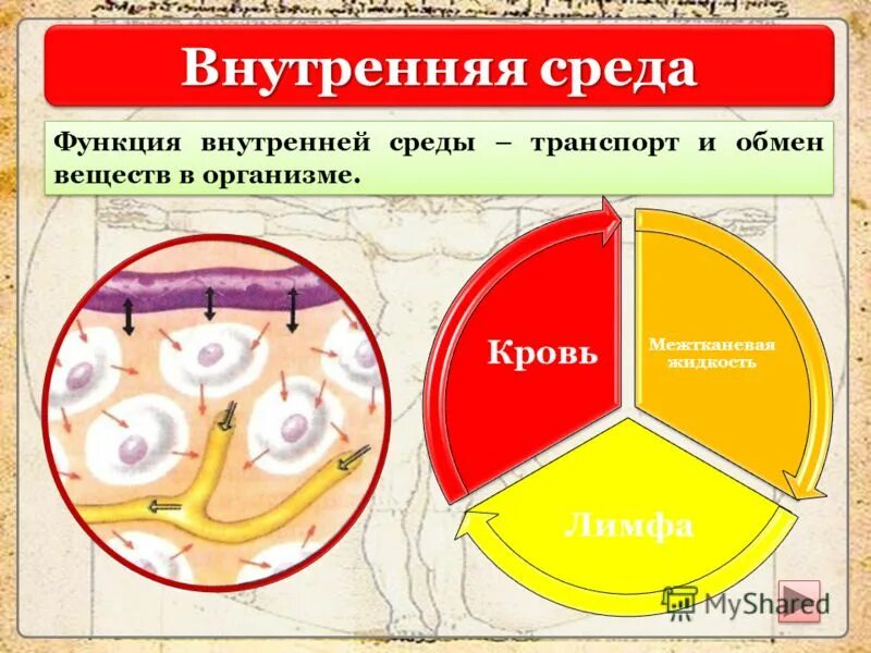 Функции жидкости внутренней среды