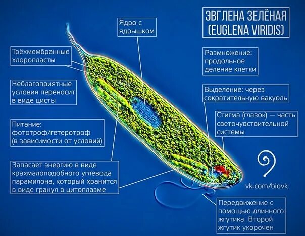 Зеленая эвглена совмещающая признаки растений и животных. Эвглена виридис строение. строение клетки эвглены зеленой. euglena gracilis строение. эвглена строение и функции.