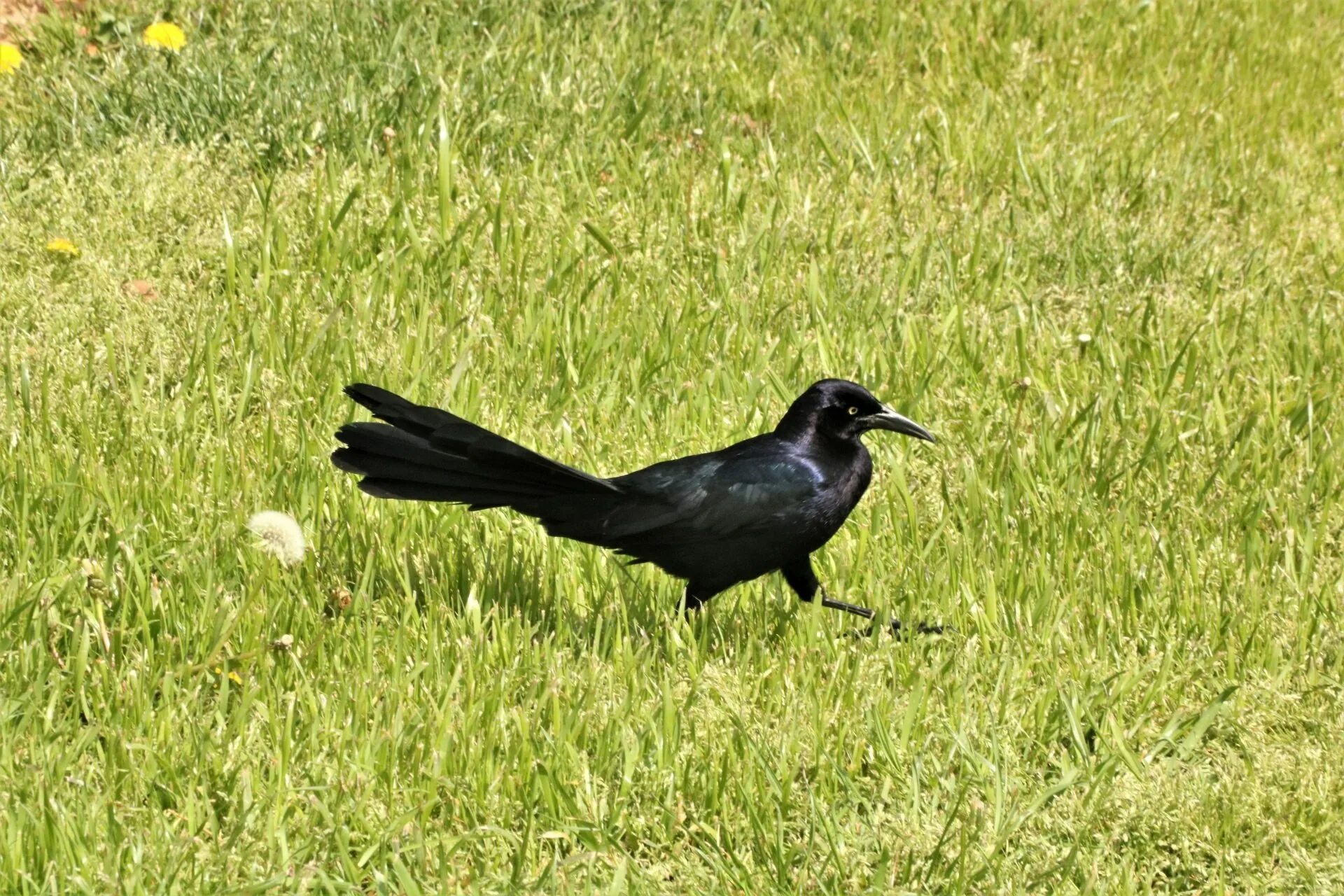 Черная птица с длинным хвостом. Черная птица с белой грудью. Птица с зеленым хвостом.