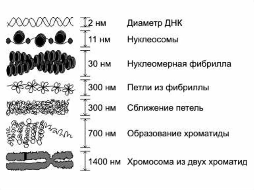 Организация днк в хромосомах. Уровни комплектации днк в хромосоме. Организация днк в хромосомах. Уровни компактизации днк схема. Уровни компактизации хроматина эукариот.