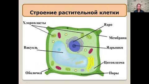 Состав клетки биология 5