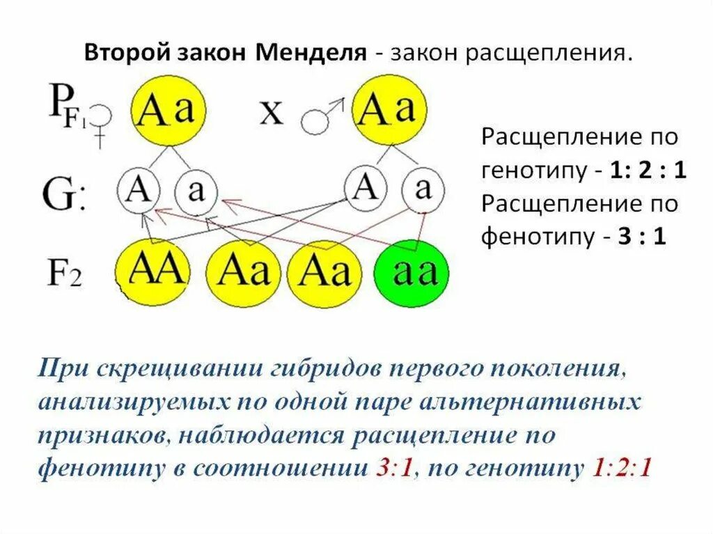 Расщепление по генотипу 2 закон менделя. Генетическая схема закона расщепления Менделя. Второй закон Менделя закон расщепления. 3 Закон Менделя расщепление по генотипу. Схема скрещивания второго закона Менделя.