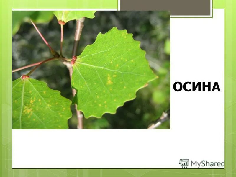 край листа осины. осина ольха ясень. осина ольха липа. осина ольха листья. береза осина ольха.