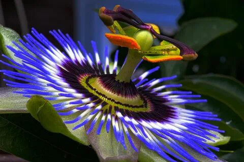 Passion Flower, Blooming, Flower, Fragrance, Fresh, HQ Photo. 