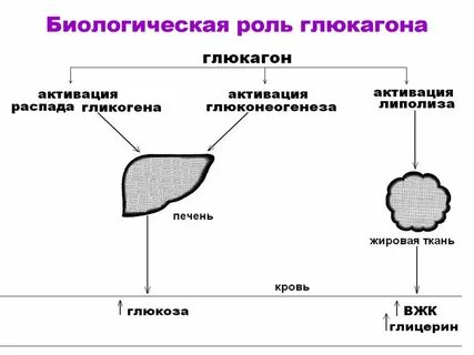 Глюкоза в гликоген гормон