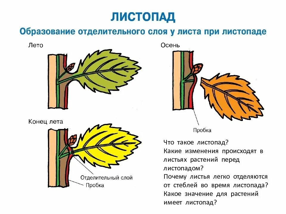 К образованию какой структуры приводит суберинизация. Этапы листопада биология 6. Листопад у растений схема. Процесс листопада у растений. Листопад схема биология.