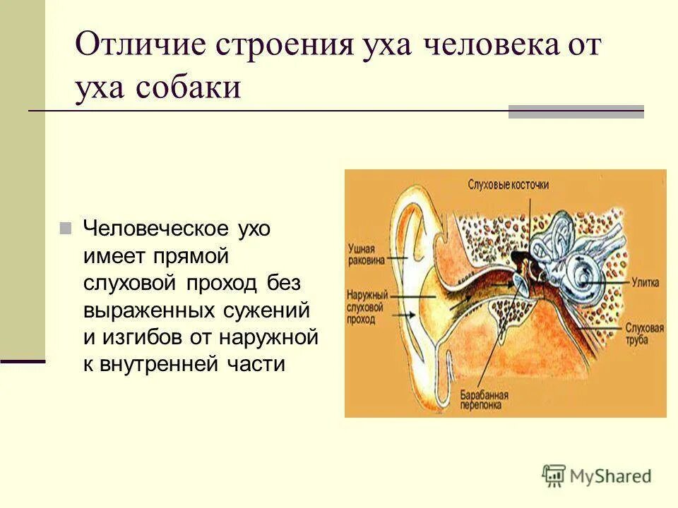 Что отличает строение. Строение строение уха человека. Строение уха животного. Строение уха животного анатомия. Строение наружного уха животного.