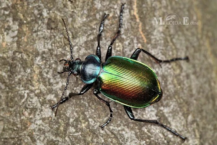 Жук красотел в какой природной. Жук красотел. Жук красотел личинка. Calosoma (Calosoma) sycophanta. Жужелица красотел.