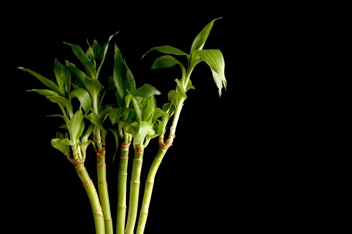 Монастырский бамбук. Драцена сандера росток. Растение, драцена сандера. Драцена сандера. Драцена сандера лаки бамбук.