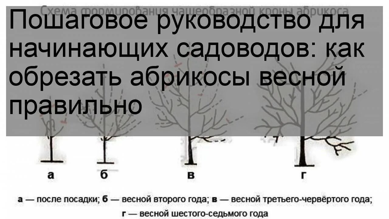 Обрезка абрикос 5 лет. Весенняя обрезка абрикоса 3 года. обрезка плодовых деревьев весной абрикос. обрезка абрикоса весной. обрезка молодого абрикоса.