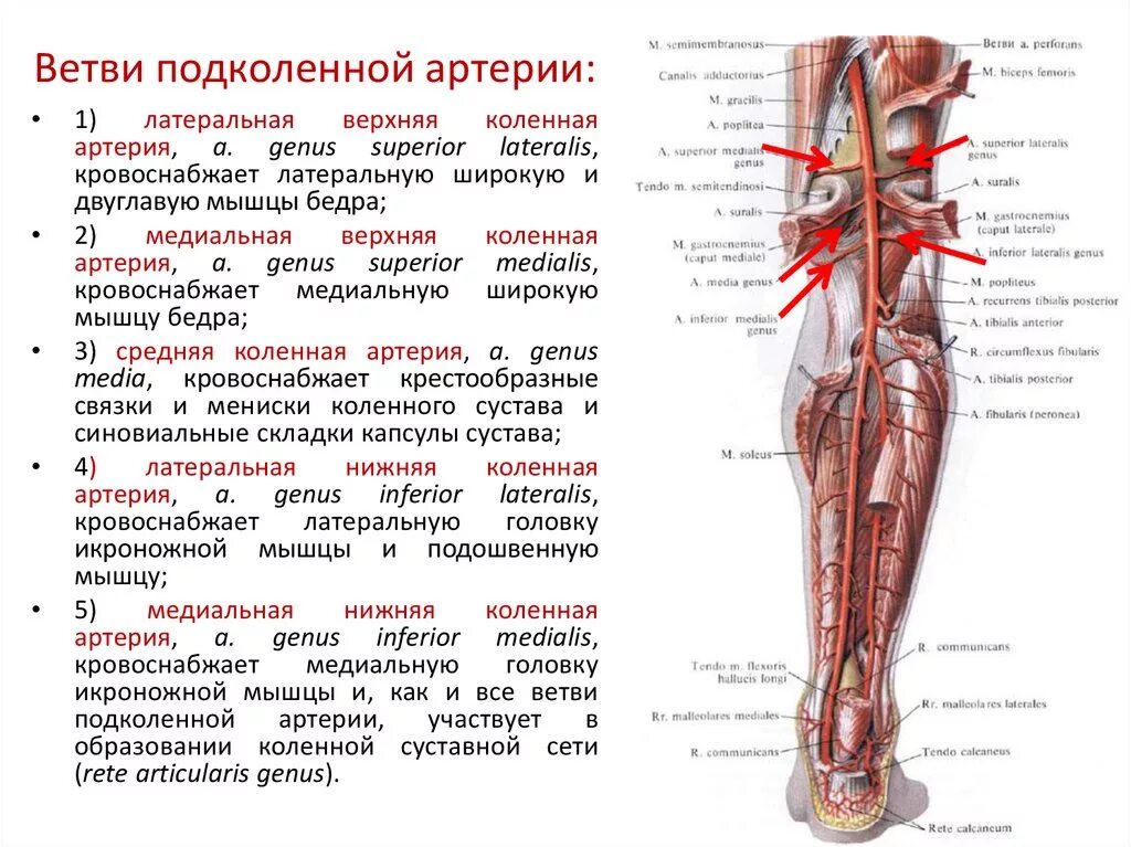 Задняя большеберцовая Вена топографическая анатомия. Задняя большеберцовая артерия анатомия. Передняя большеберцовая артерия (a. Tibialis anterior):. Артерии кровоснабжающие нижние конечности. Сосуды коленного сустава