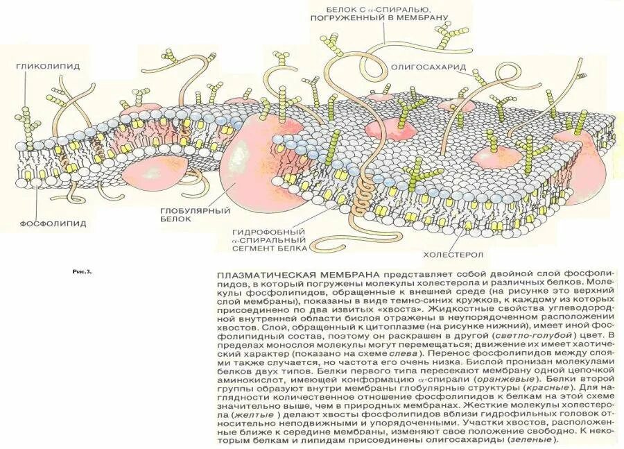 Плазматическая мембрана клетки состоит. Схема строения плазматической мембраны. Схематическое строение плазматической мембраны. Строение плазматической мембраны клетки рисунок. Структура плазматической мембраны схема.