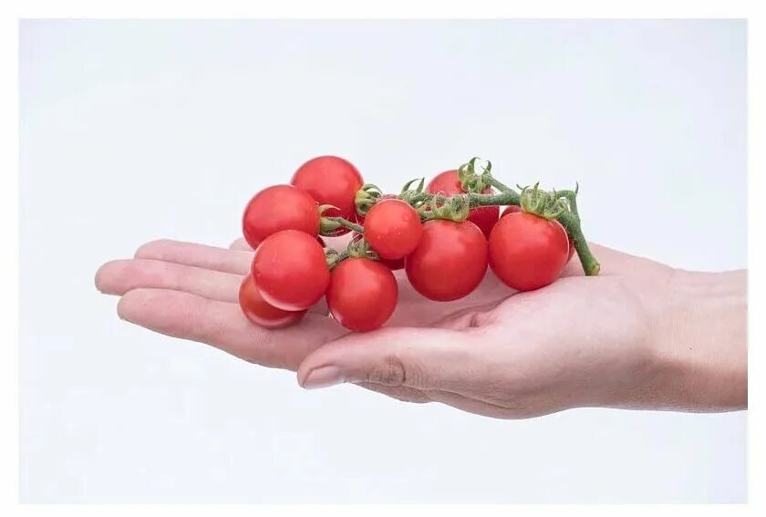 томат каменный цветок. каменный цветок черри сорт. помидоры черри каменный цветок. томаты черри каменный цветок. томат каменный цветок f1.