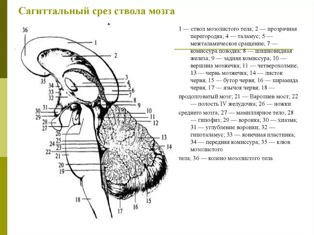 Средний мозг является частью. Ствол головного мозга сагиттальный разрез. ствол мозга и промежуточный мозг. сагиттальный срез мозжечка анатомия. мозжечок сагиттальный разрез схема.