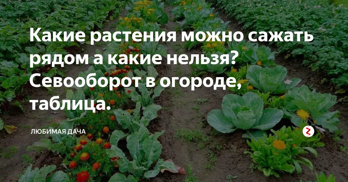 Какие культуры сажают рядом. Растения которые нельзя сажать рядом. Совместимость растений на грядке. Что нельзя сажать рядом в огороде. Что с чем можно сажать рядом на огороде.