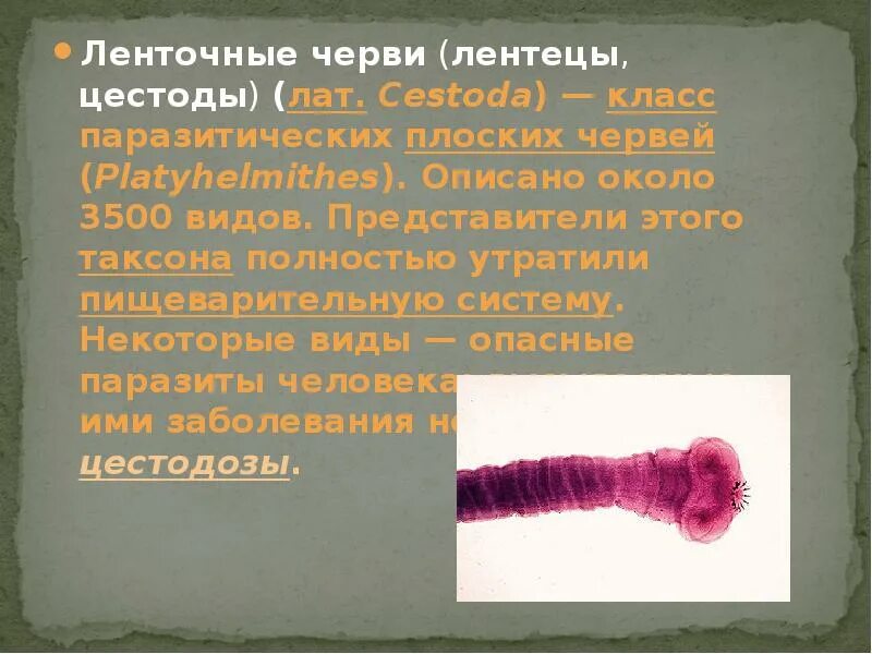 Представители ленточных. Класс ленточные черви (cestoda). ленточные черви класс паразитических плоских. представители класса ленточные черви цестоды. класс ленточные черви представители.