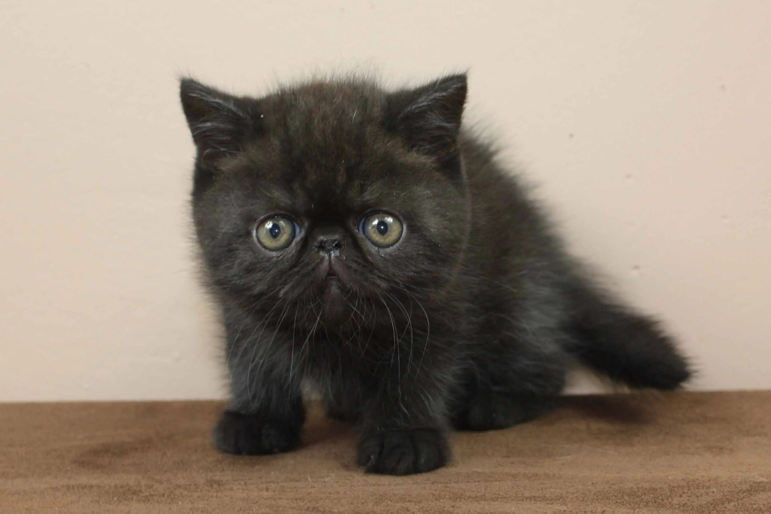 Экзот кошка. Кот экзот черный. Британская кошка экзот. Котенок экзот короткошерстный черный. От персидской кошки с шоколадной окраской