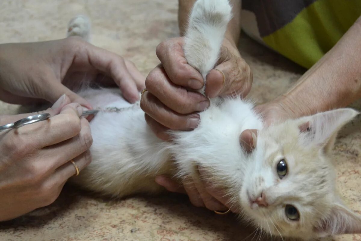 Пупочная грыжа у коияи. Стрижка когтей. Снять котенка. Обработка от блох кошек. Снять котенка.