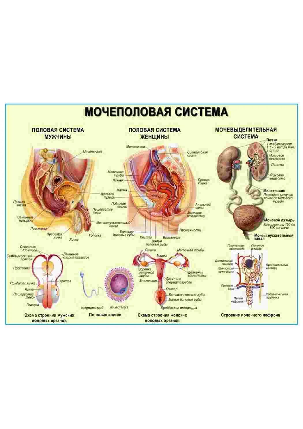 Мочеполовая система анатомия. Анатомия мочеполовой системы женщины. Схема мочеполовой системы. Строение мочеполовой системы у женщин.