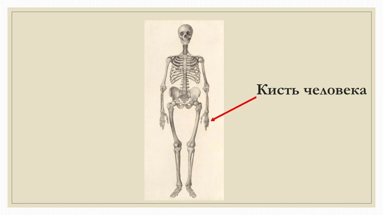 Массой кисть. Предложение с кистью. Массой кисть. Вес кисти малярной. Массой кисть.